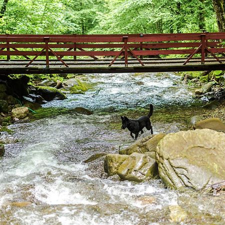 Cabana Valea Rea, Boga Boga  Buitenkant foto