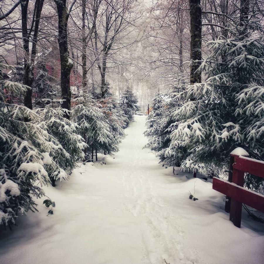 Cabana Valea Rea, Boga Boga  Buitenkant foto