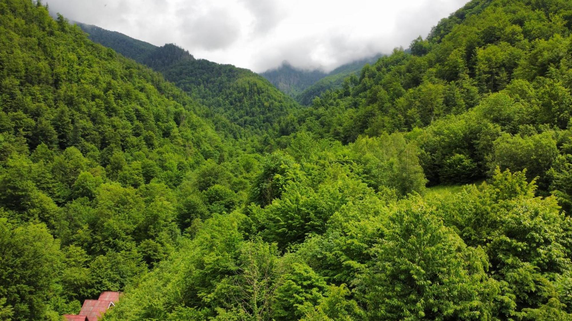 Cabana Valea Rea, Boga Boga  Buitenkant foto
